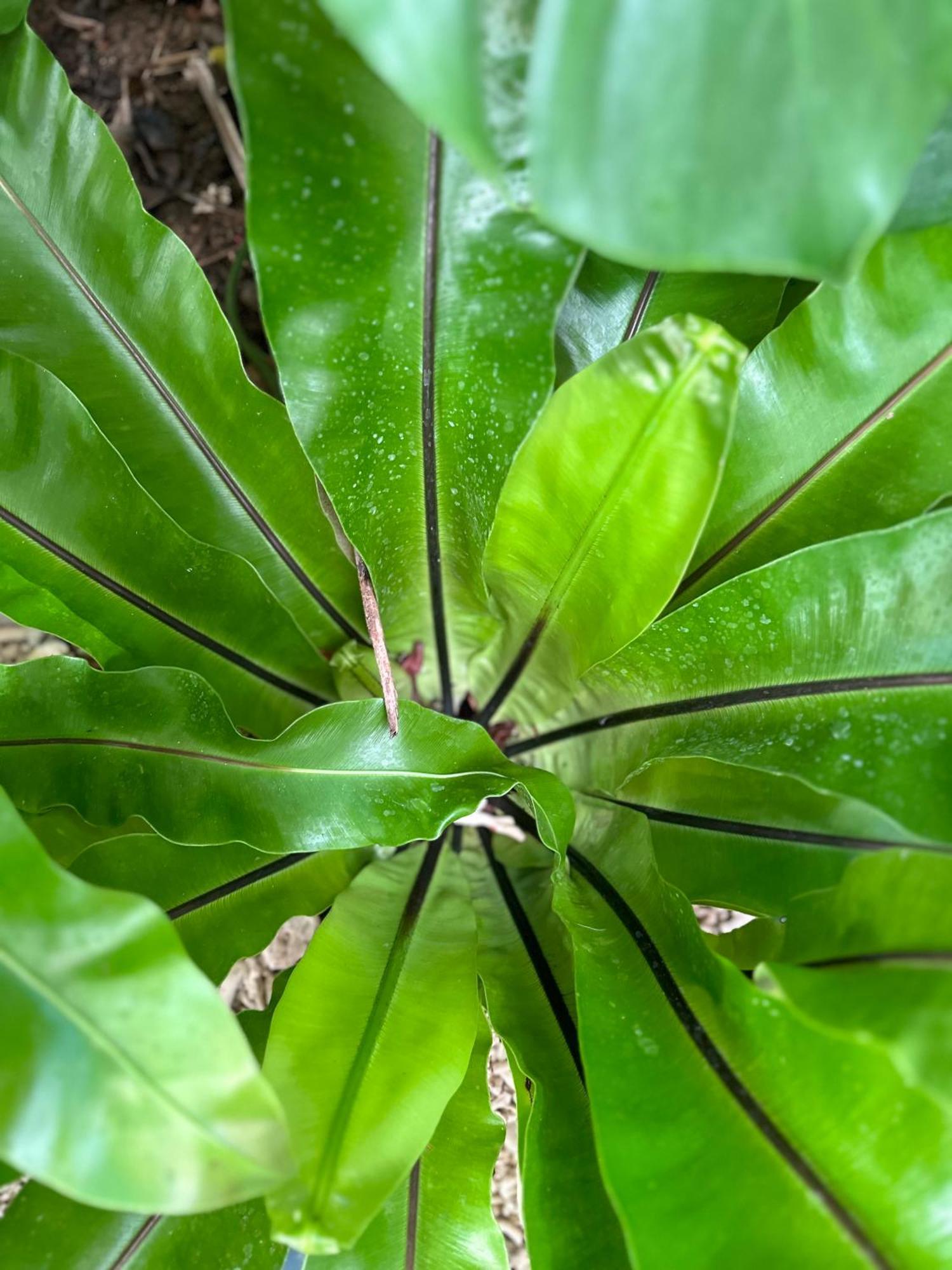 Palmcalina - Phuqui Beach House Cu Lao Thu Dış mekan fotoğraf
